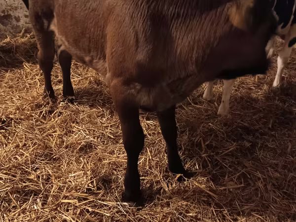 母牛, Aberdeen-Angus