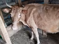 İnək, Simmental cattle — foto 1