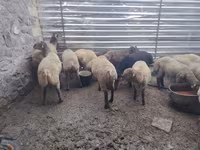 Qoç, Qoyunlar — foto 3