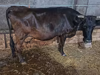 गाय, Russian Black pied cattle — फ़ोटो 7