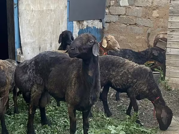 Qoç, Qoyunlar