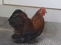 Pekin Bantam — foto 5