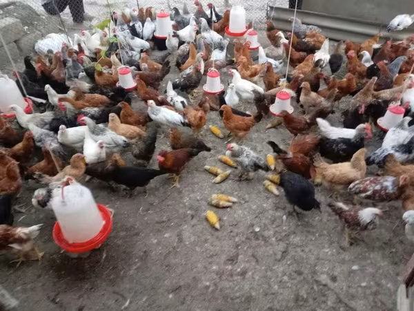Chickens — Azerbaijan