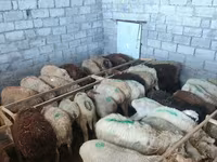 Oveja, Beulah Speckled face sheep — foto 5