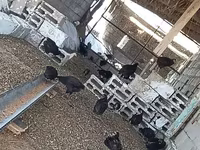 Chickens — الصورة 7