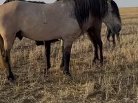 At, Bashkir horse — foto 2