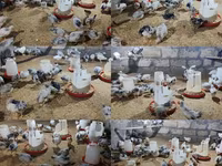 Chickens — الصورة 1