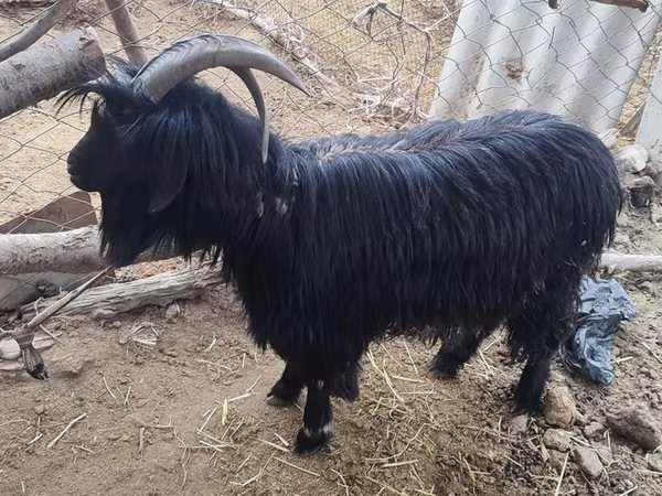 Dişi keçi, Dagestan coarsewool goat