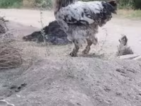 براهما — الصورة 4