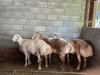 Qoyun, Afghan Arabi sheep — foto 3
