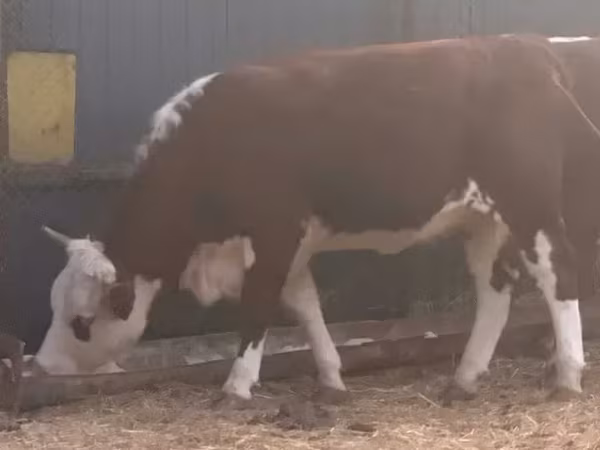 Vaca, Hereford