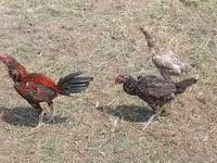 Chickens — foto 2