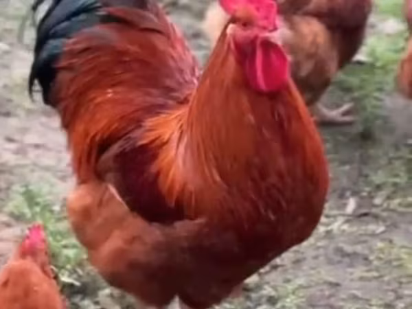New Hampshire Red — Azerbaijan