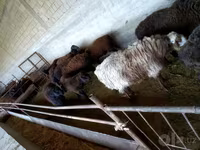 公羊, Sheep — 照片 5