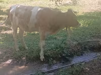 Cow, Cattle — photo 2