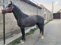 Hengst, Kustanai horse — Foto 1