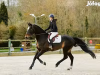 Kůň, Belgian warmblood horse — foto 4