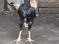 Chickens — photo 2
