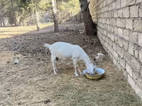 Ziege, Saanen goat — Foto 4
