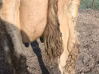 Krava, Swiss cattle — foto 1