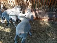 मेढ़ा, Merino sheep — फ़ोटो 5