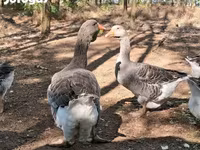 Geese — foto 4