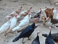 Turkeys — photo 1
