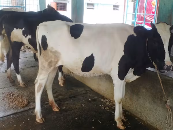 母牛, Russian Black pied cattle