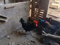 Australian Pit Game fowl — photo 3