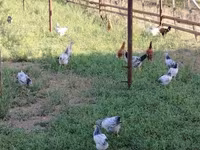Chickens — photo 5