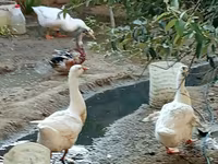 Ducks — photo 4
