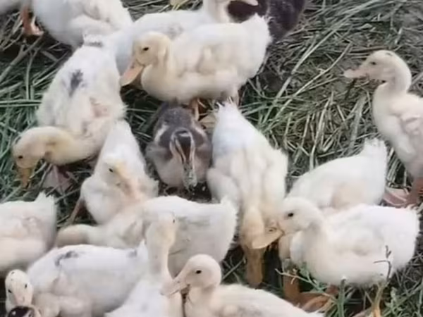 Alman Pekin — Azərbaycan