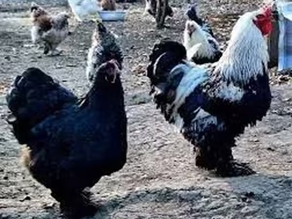 براهما — أرمينيا