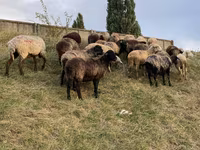Qoyun, Qoyunlar — foto 5