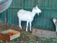 Dişi keçi, Saanen goat — foto 8