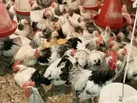 Chickens — फ़ोटो 1