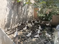 Ducks — Foto 4