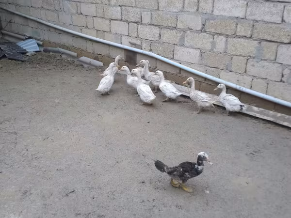 Ducks