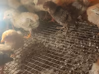 Australorp — Foto 6