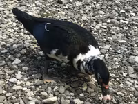 Domestic Muscovy — photo 2