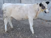 Cow, Belgian Blue — photo 8