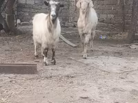 Ziegenbock, Ziegen — Foto 3