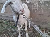 Goat, Alpine goat — photo 1