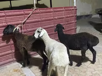 Sheep (batch, sex not specified), Sheep — photo 1