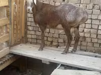 Qoç, Arashan sheep — foto 1
