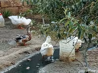 Geese — photo 2