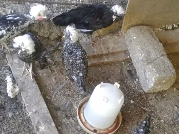 Chickens — Azerbaijan