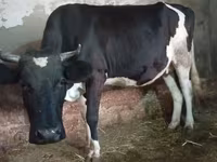 بقرة, Russian Black pied cattle — الصورة 8