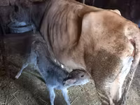 Cow, Simmental cattle — photo 2