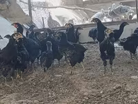 Chickens — الصورة 4